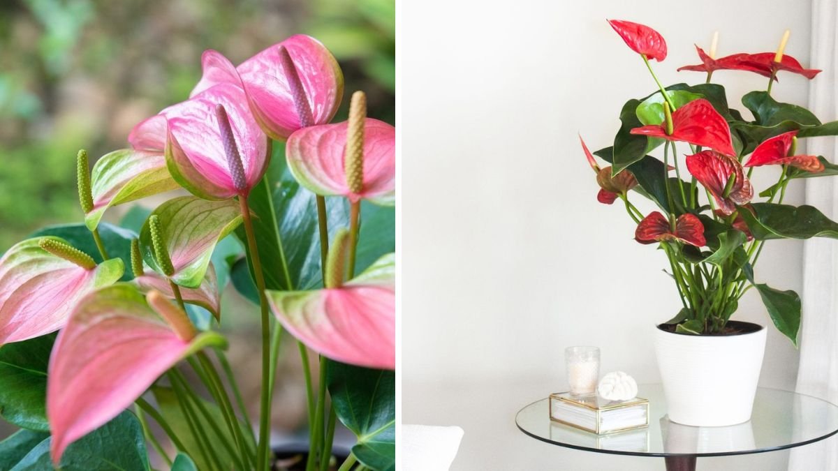 Expert Tips for Growing a Fuller Anthurium Plant
