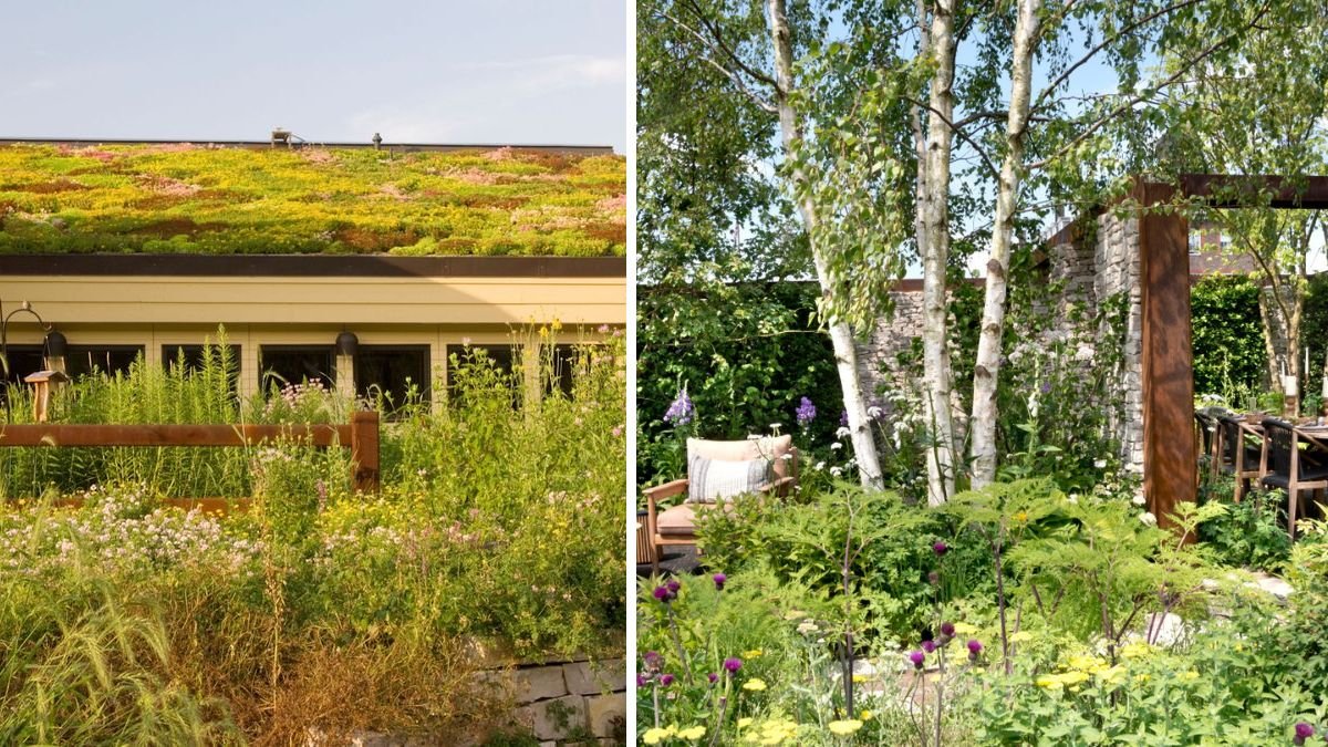 5 Cold Hardy Plants for a Green Roof: Expert Picks for a Low‑Effort, Sustainable Feature