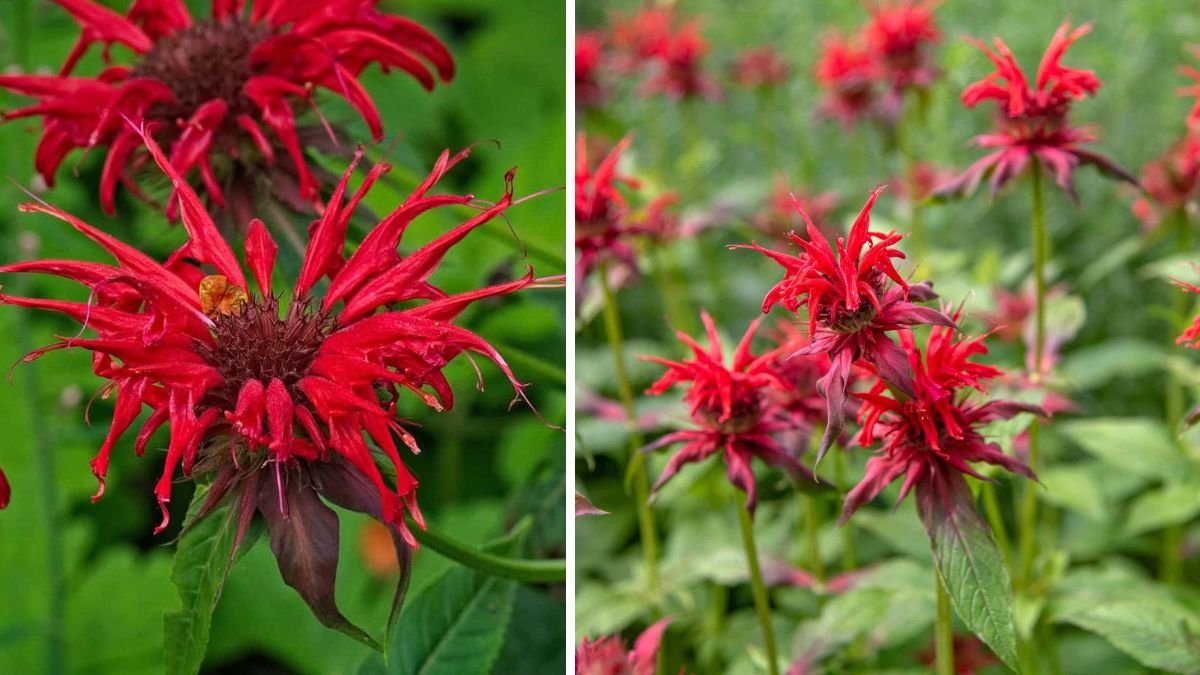 9 Proven Gardening Tips for Growing Full and Bushy Bee Balm That Blooms All Season