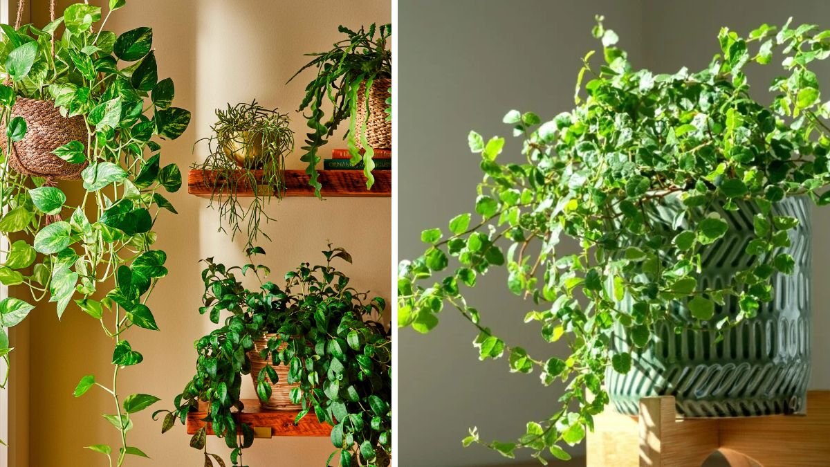 16 Indoor Vining Plants That Instantly Add a Tropical Touch to Your Home