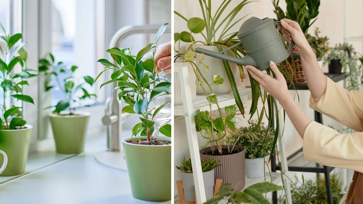 How to Revive Houseplants After Forgetting to Water Them: Expert Tips for Recovery
