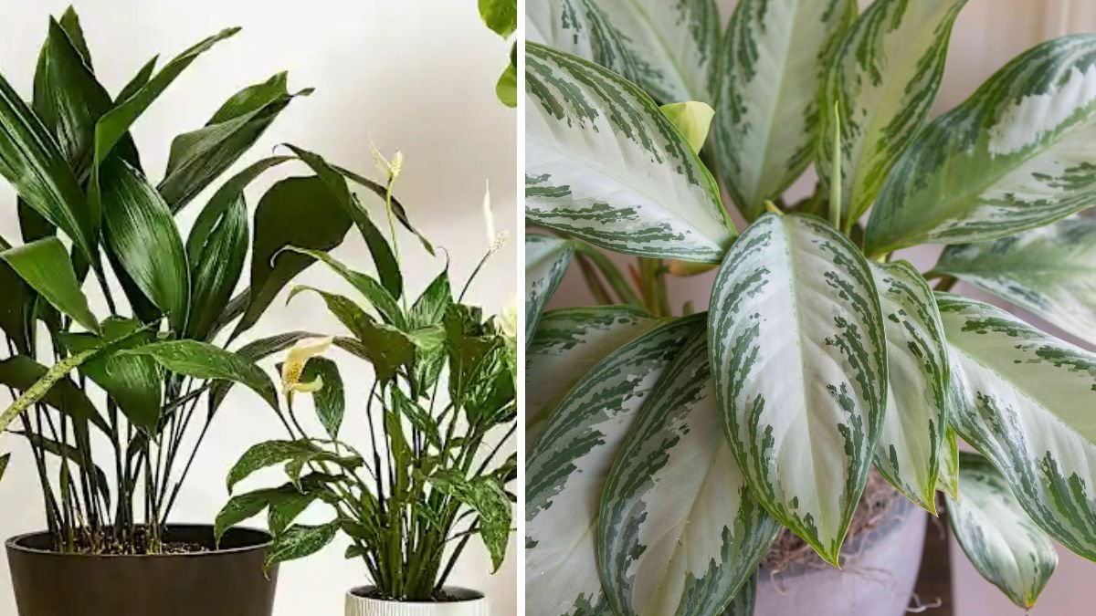 25 Easiest Houseplants Anyone Can Keep Alive