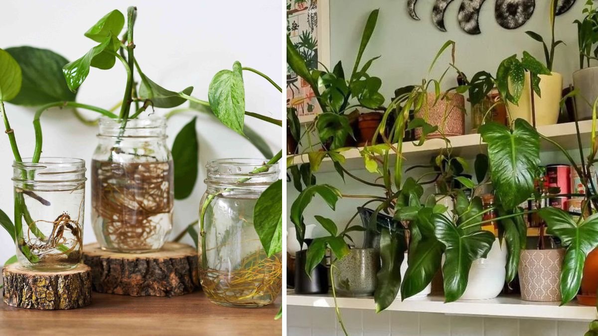 Transform Your Home With 11 Indoor Floating Plants