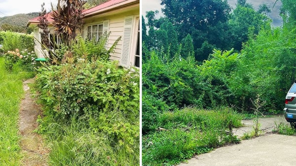 Single Mom Cutting Her Overgrown Yard With Scissors Goes Viral — What Happened Next?