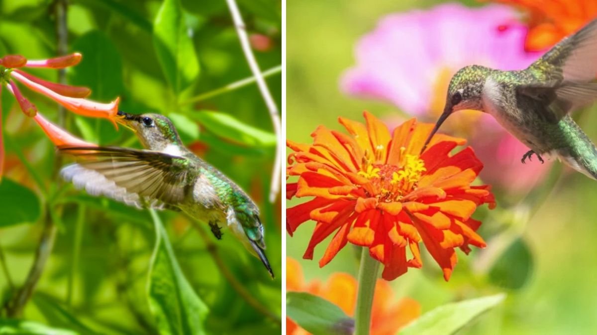 5 Best Native Honeysuckles to Attract Pollinators and Birds to Your Garden
