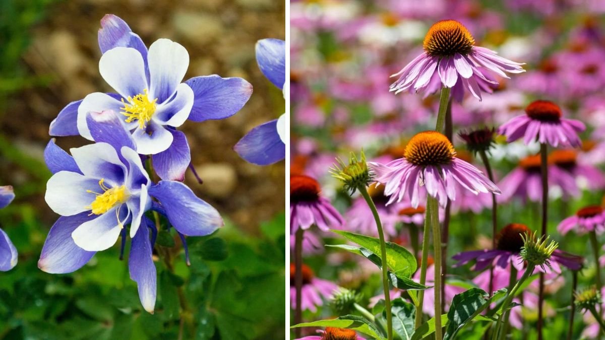 7 Best Perennials to Winter Sow for a Thriving Spring Garden