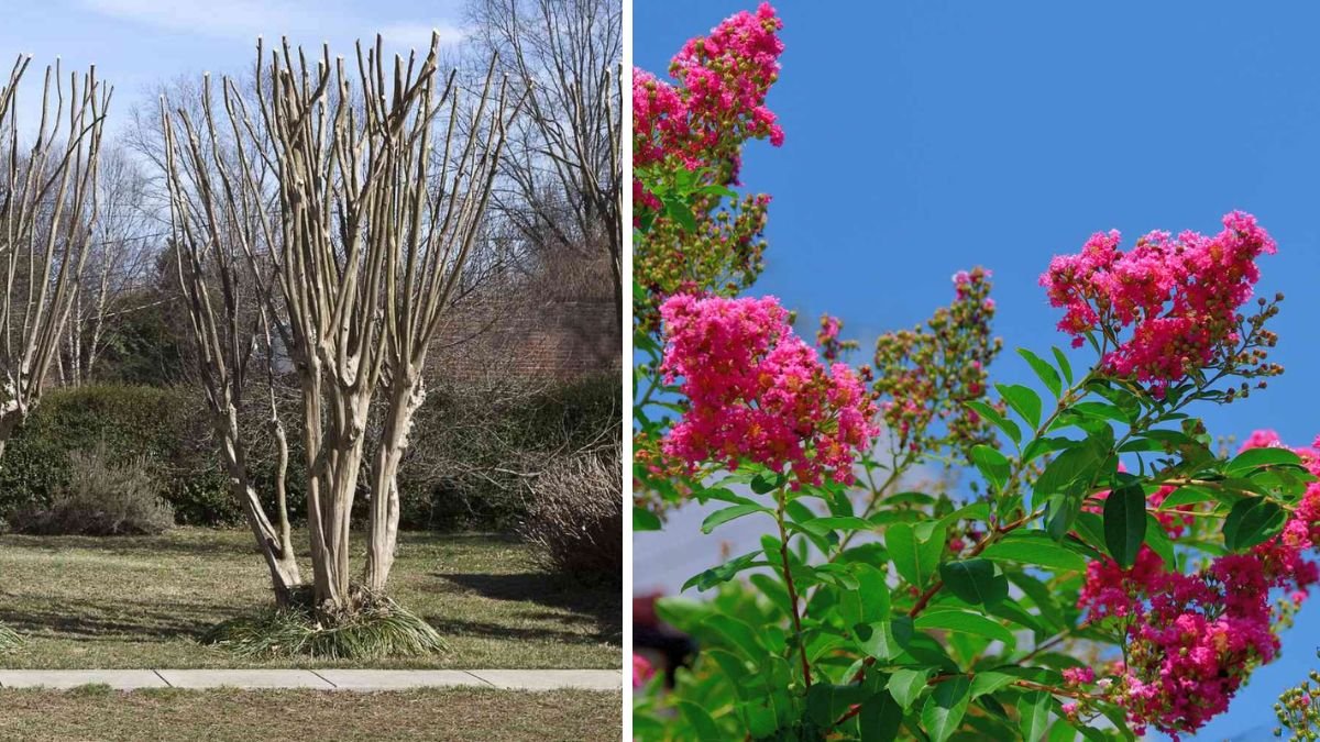 When to Prune Crepe Myrtles for Healthy Growth and Beautiful Blooms