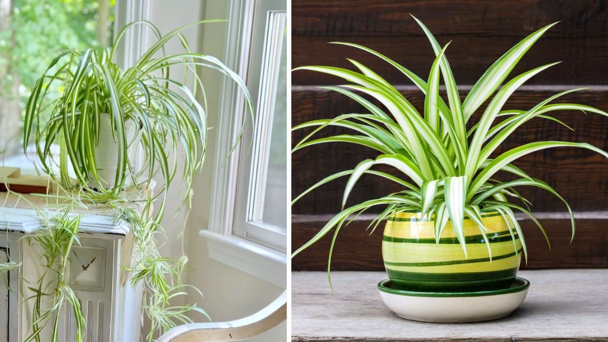 How to Keep Your Spider Plant Healthy During Winter — And Prevent Potential Problems