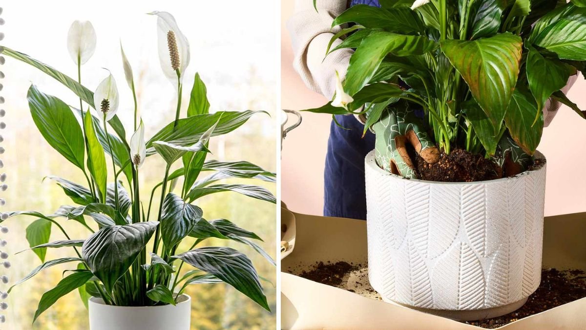 Peace Lily Outgrowing Its Pot? When & How to Repot for Bigger, Healthier Growth