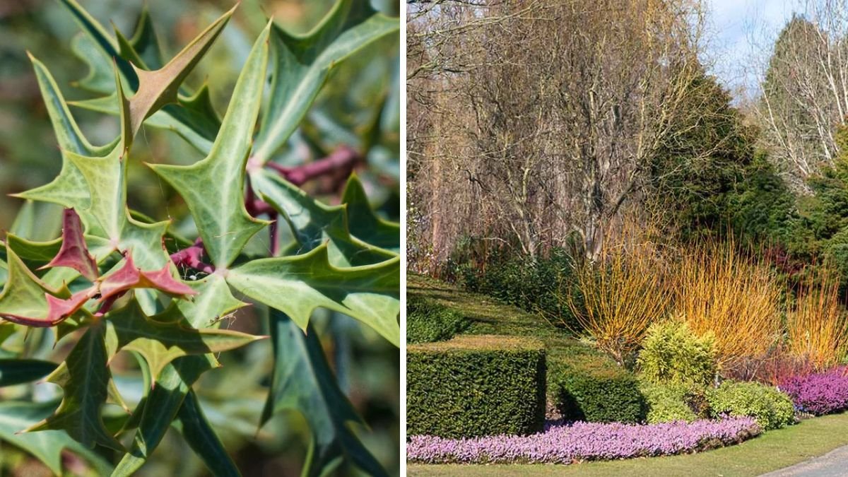 7 Hedge Plants That Look Gorgeous All Winter