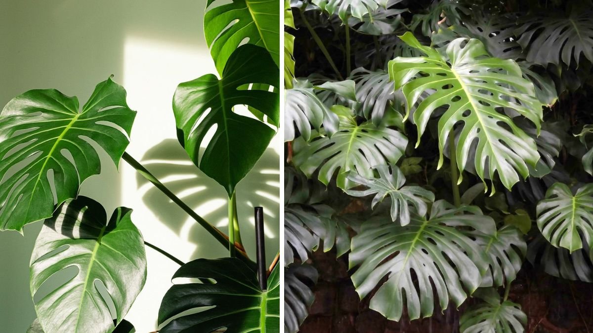 How to Grow a Lush Monstera Plant: 9 Proven Tips for Vibrant Growth