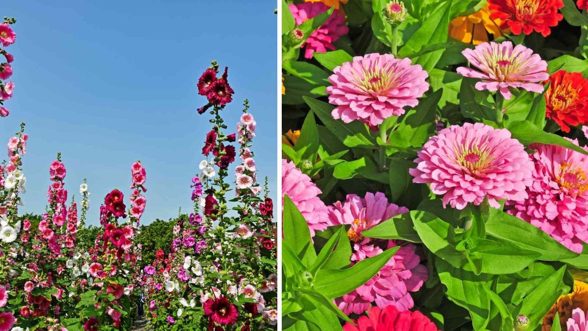 20 Tall Perennials That Bring Color & Drama to Any Space