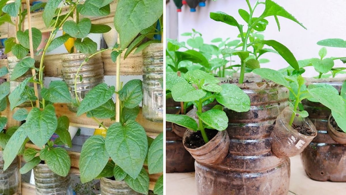 Recycle Plastic Bottles to Grow Vegetables at Home