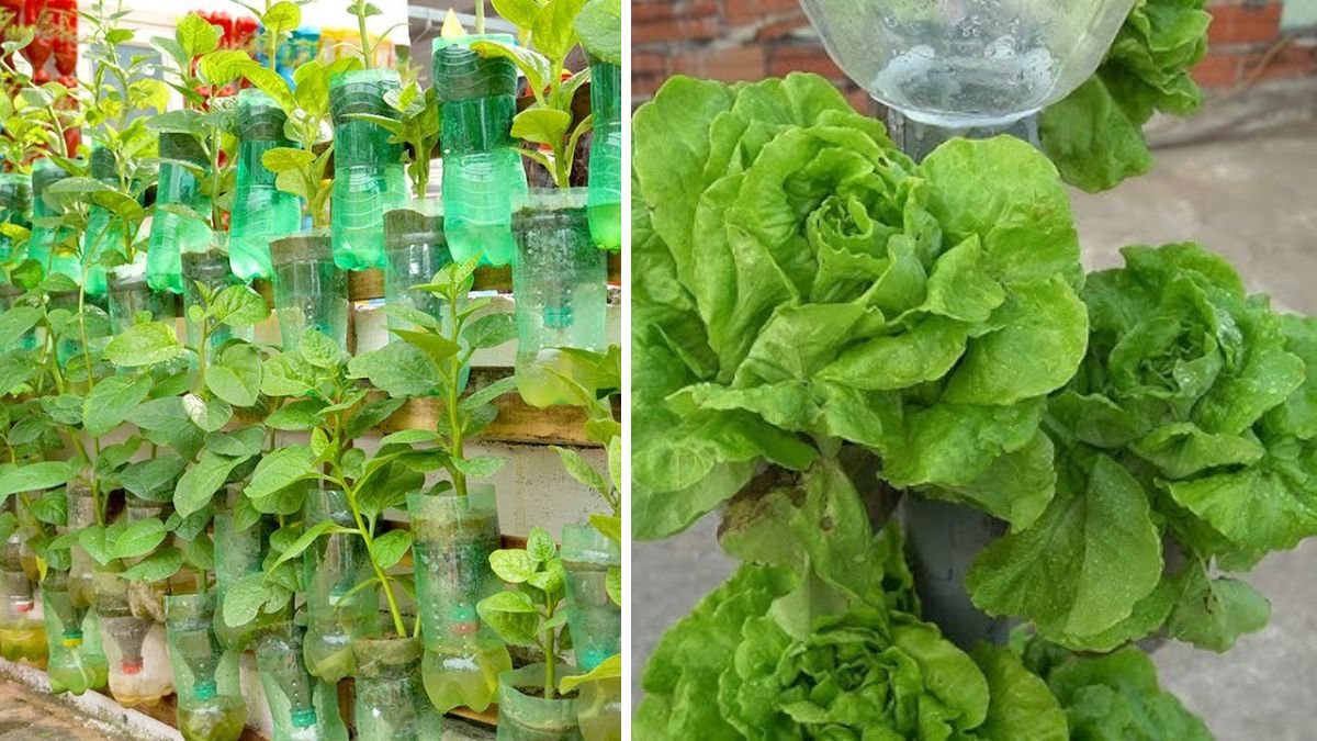 Grow Fresh Vegetables at Home with Automatic Watering Vertical Gardens