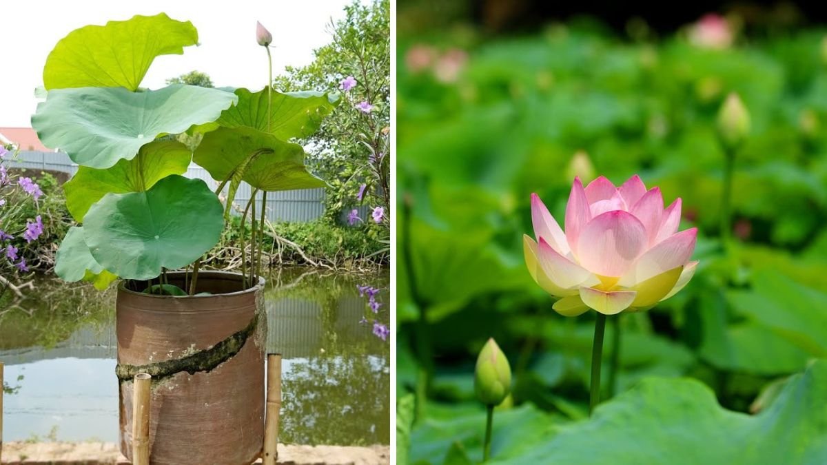 Beautiful Front Yard Garden Ideas: How to Grow Lotus at Home