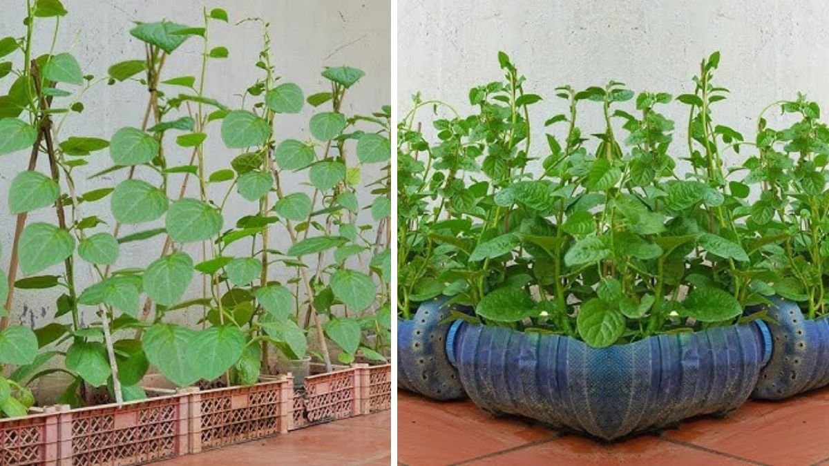 Another Way to Grow Malabar Spinach at Home