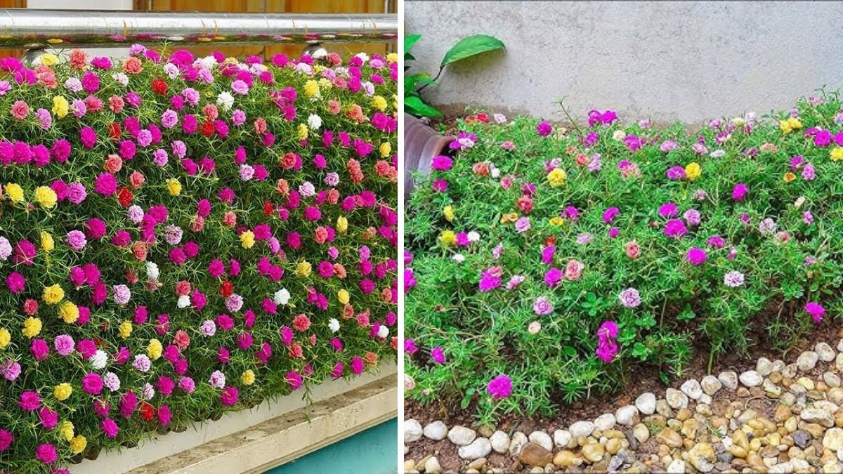 Amazing Vertical Garden: Growing Moss Roses from Cuttings for Eye-Catching Green Walls