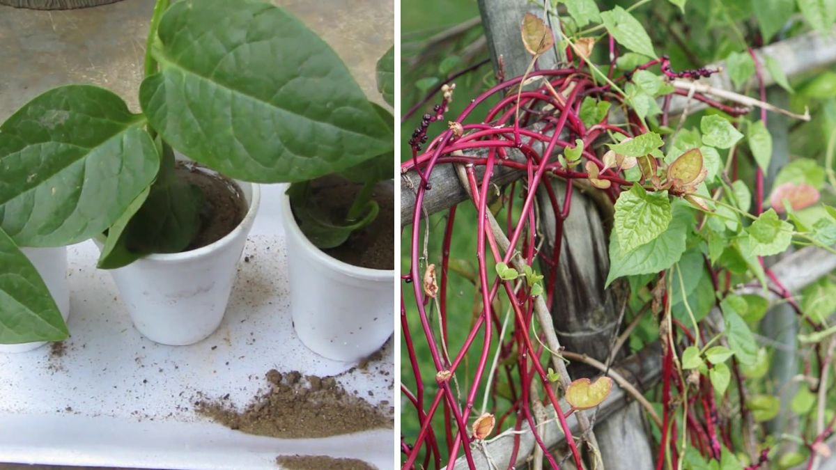 How to Grow Malabar Spinach from Cuttings for Fast, Easy Greens