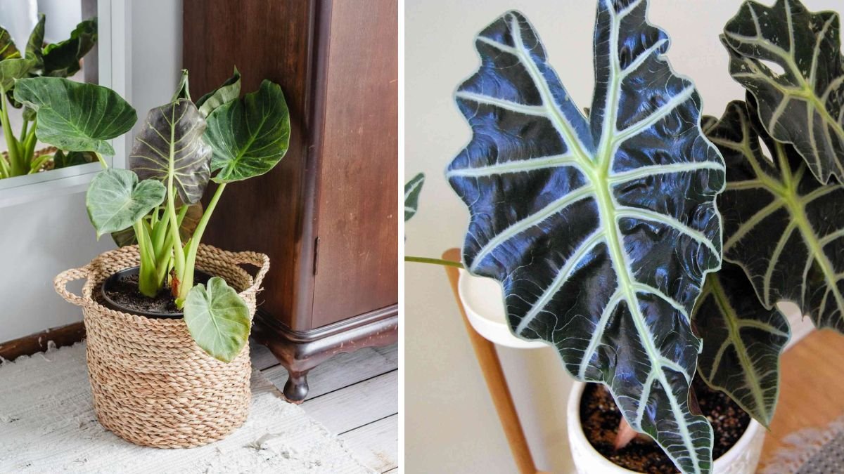 Ultimate Guide to Growing Super Giant Alocasia Odora at Home — Easy for Beginners