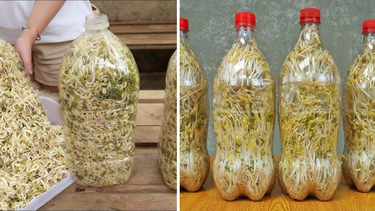 How to Grow Bean Sprouts at Home in Plastic Bottles Easily (Step‑by‑Step Guide)