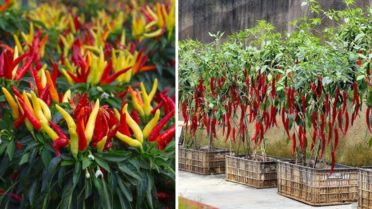 How I Made Chili Peppers Produce More Fruit