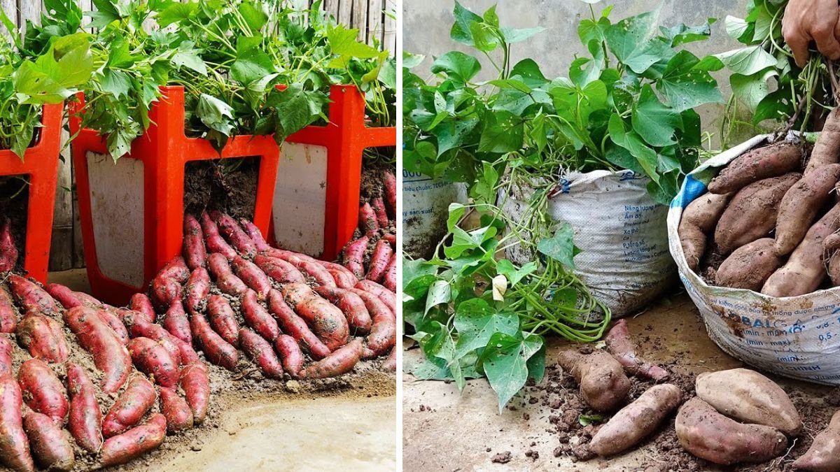How to Grow Sweet Potatoes at Home with Lots of Tubers (Easy Guide)