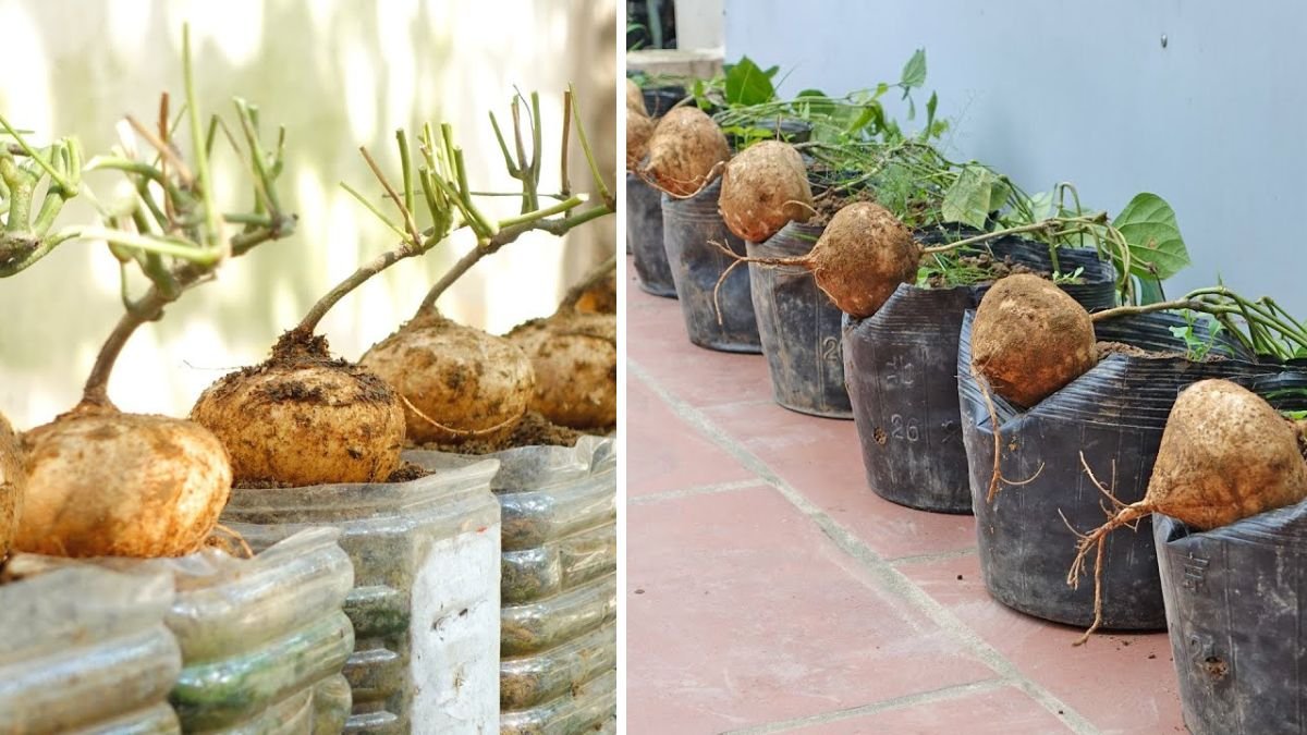 How to Grow Jicama at Home for Big and Sweet Tubers (Easy Guide)