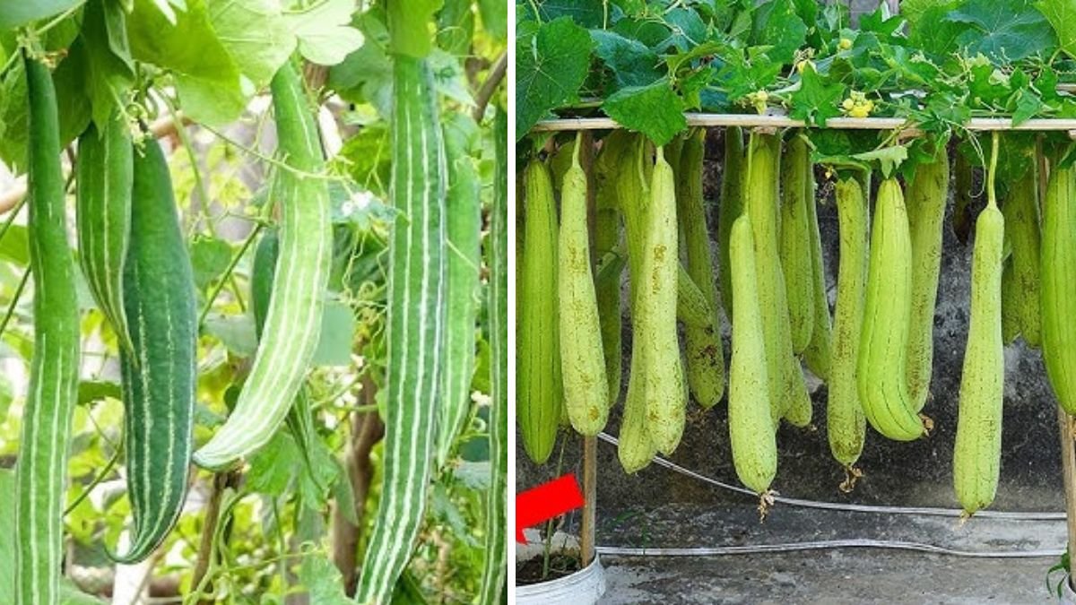 How to Grow Japanese Melon at Home with Lots of Fruit (Easy for Beginners)