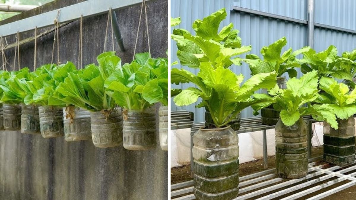 How to Grow Vegetables Without a Garden and Still Enjoy Fresh Produce