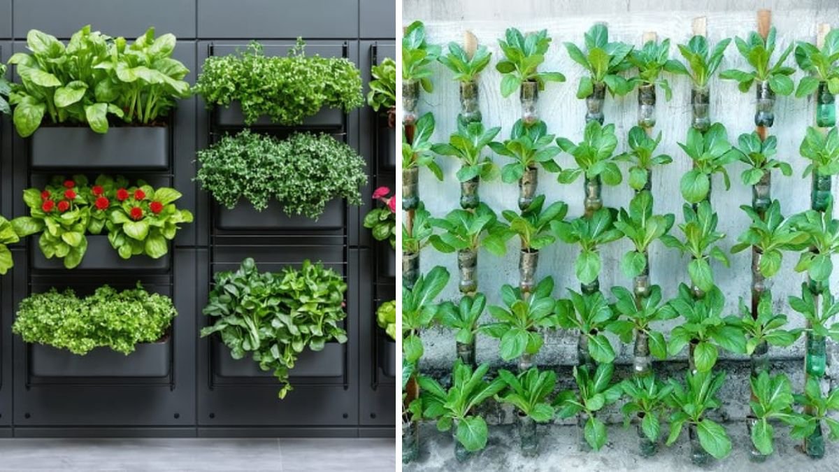Amazing Vegetable Garden on the Wall