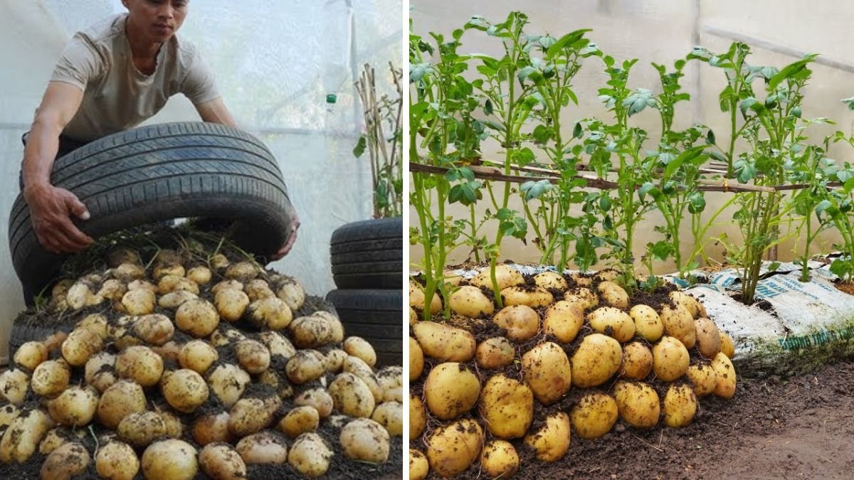 Growing Potatoes at Home Made Easy: Simple Tips for Abundant Harvests