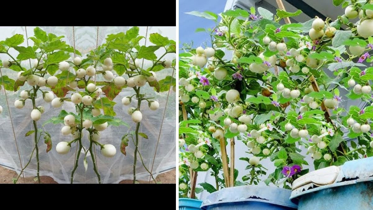 How to Grow White Eggplant for High Yield — Easy Beginner’s Guide