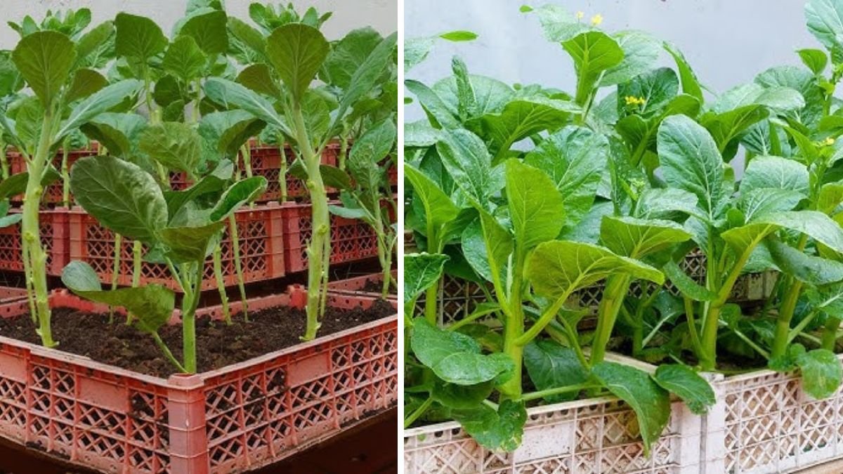 Easy Ways to Grow Vegetables at Home to Feed Your Family