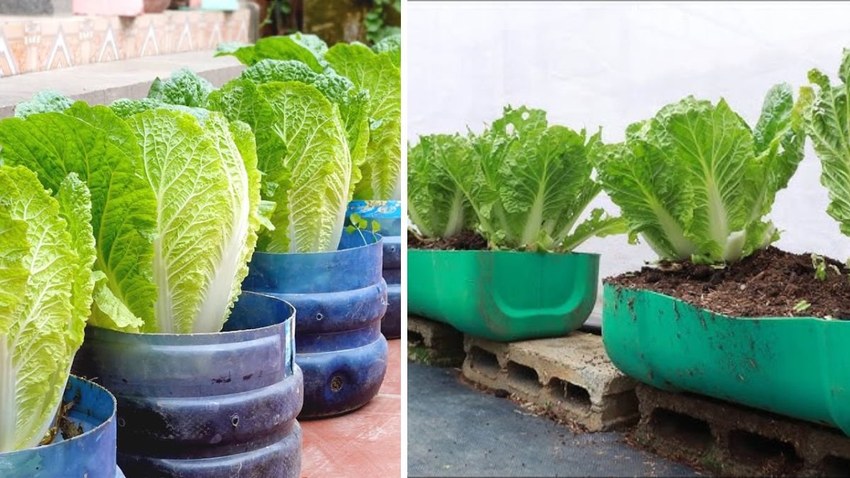 Grow Napa Cabbage Right in Your Yard — No Garden Needed!