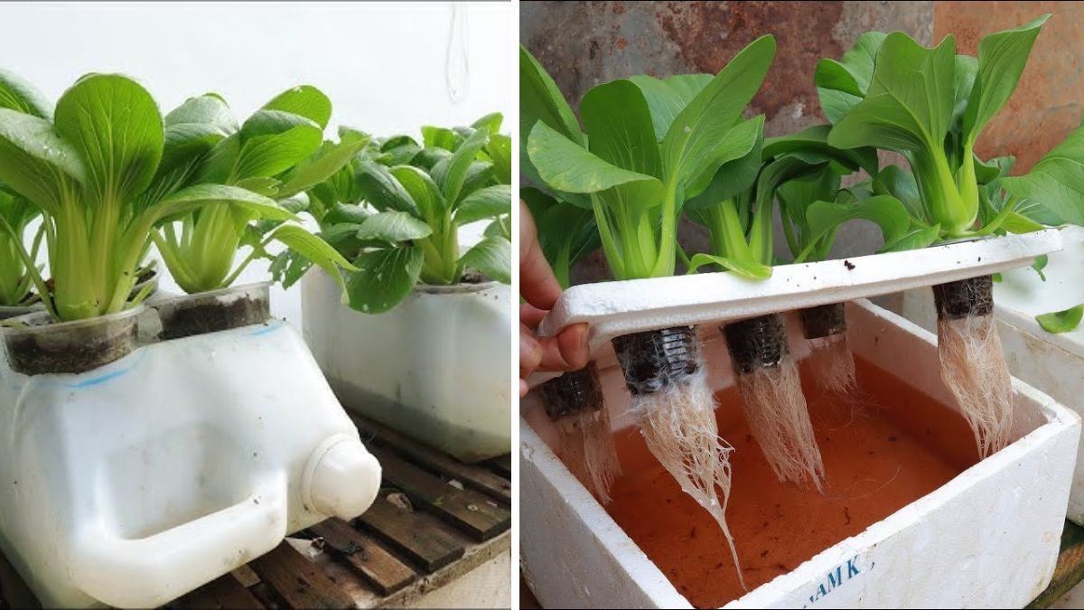 How Growing Vegetables on the Roof Provides for the Family Easily