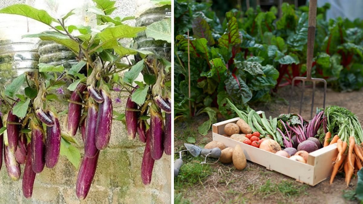Grow the King of Vegetables at Home Easily for Your Family
