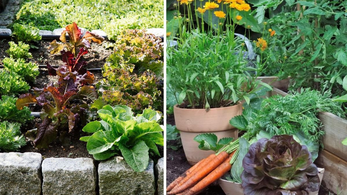 Beginner’s Guide to Growing Your Wife’s Favorite Vegetable