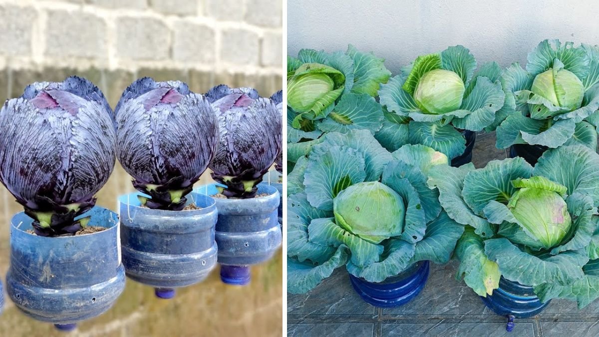 Grow Queen Cabbage at Home: Dark & Specialty Cabbage Made Easy