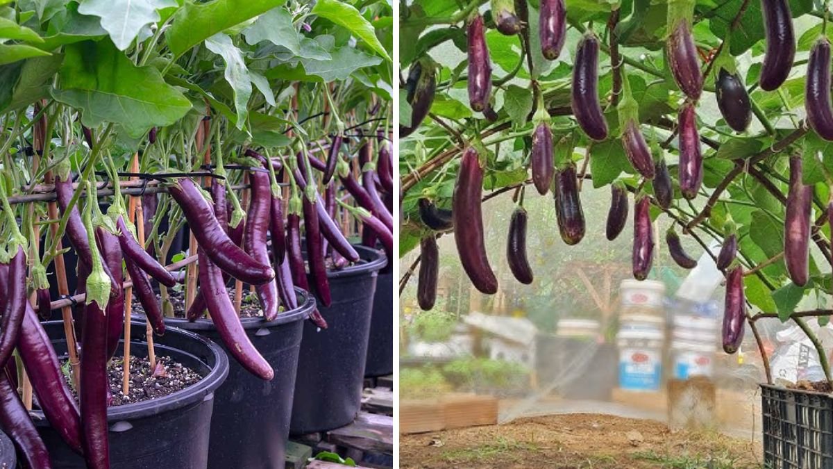 Growing Eggplant at Home Without a Garden: Easy Tips for High Yield and Many Fruits