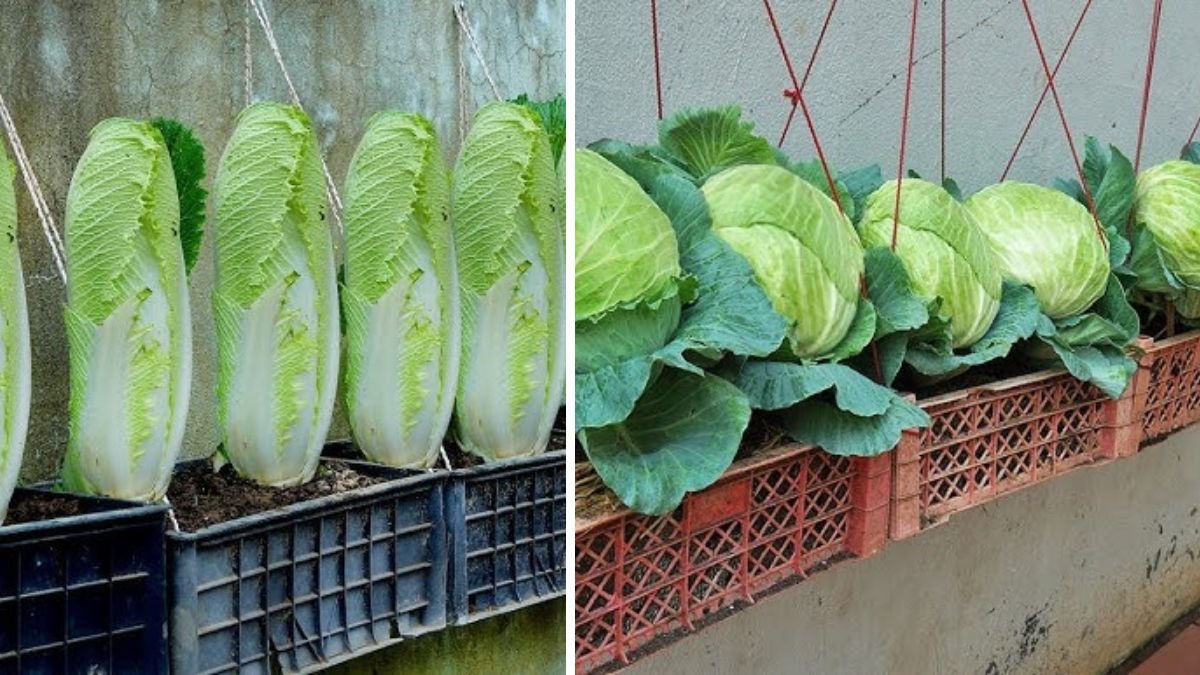 How to Grow Super Delicious Cabbage at Home Without a Garden
