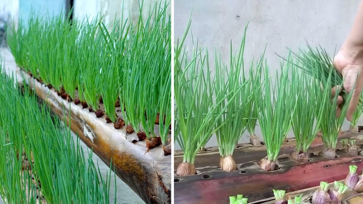 Growing Onions in a Banana Tree: The Most Creative Gardening Hack You’ve Never Tried