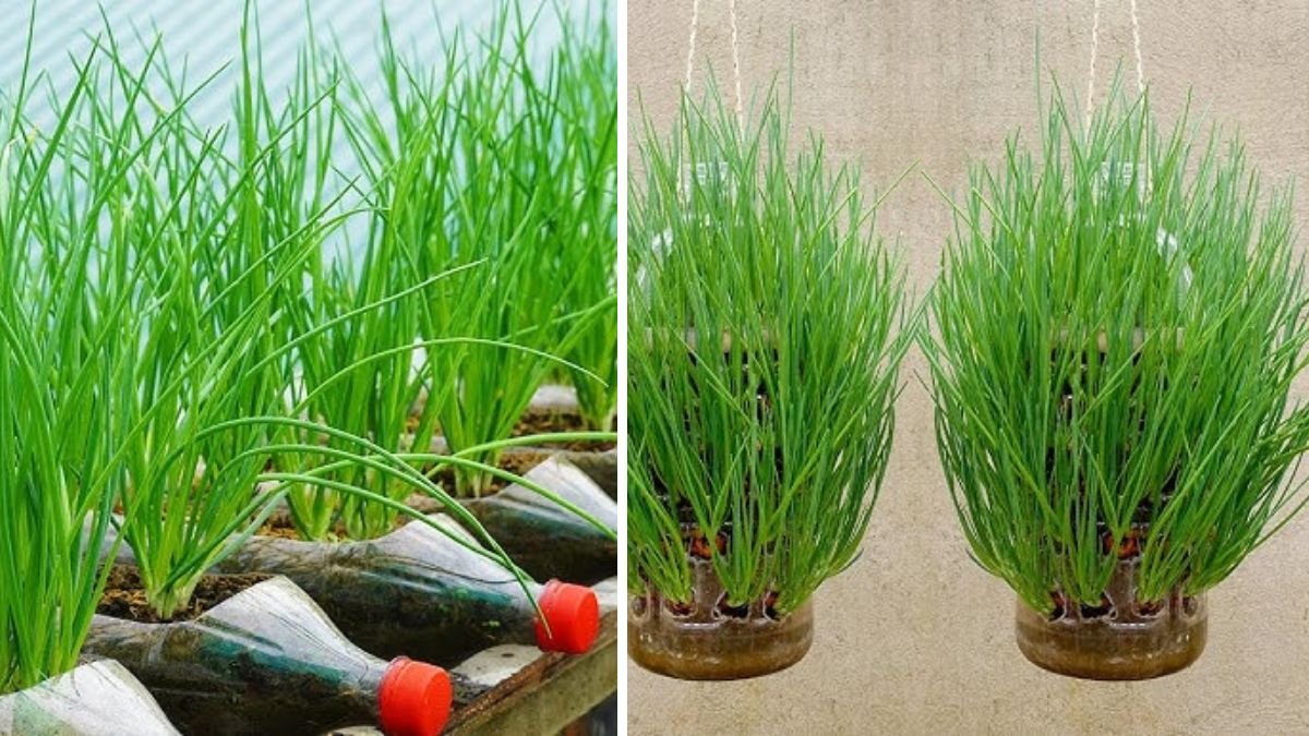 Grow Onions at Home With Just a Few Plastic Bottles: A Simple DIY Gardening Guide