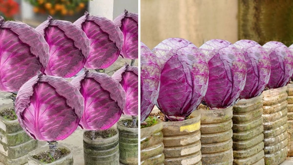How to Grow Super Delicious Specialty Purple Cabbage at Home: A Complete Gardener’s Guide