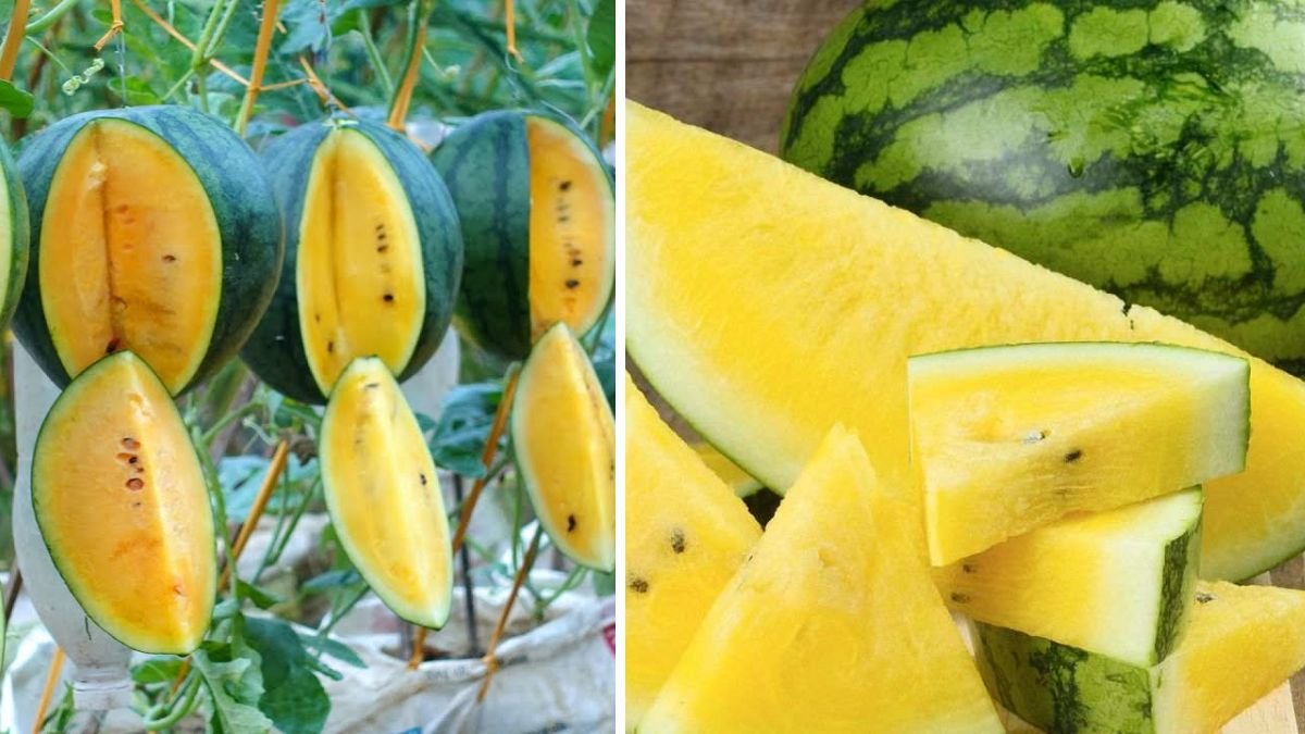 Growing Super Delicious Yellow Watermelon at Home: Complete Guide