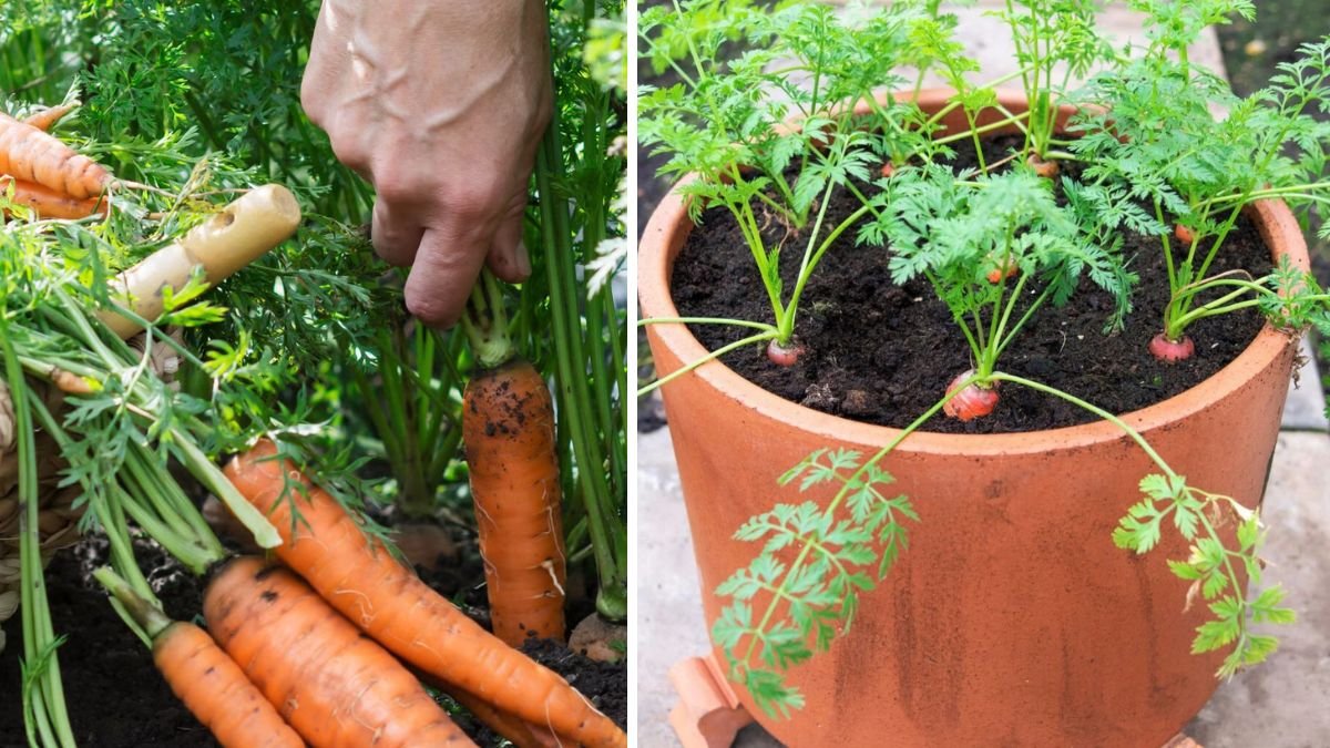 How I Grow Carrots at Home for High Yield, Very Easy! (Beginner-Friendly Guide)