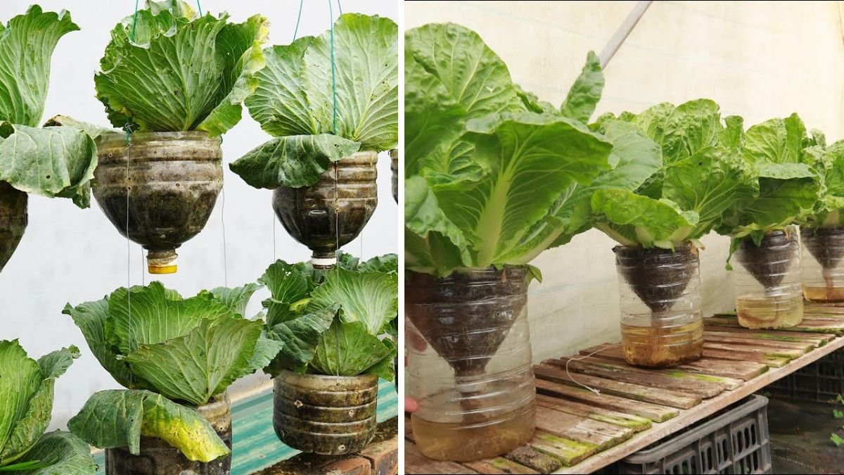 How Housewives Are Growing Cabbage in Plastic Bottles for Big Yields