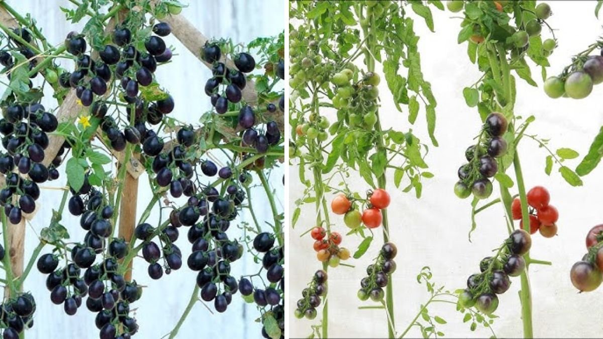 Black Tomatoes, Delicious Grape Tomatoes, Lots of Fruit and Easy to Grow: A Complete Gardener’s Guide
