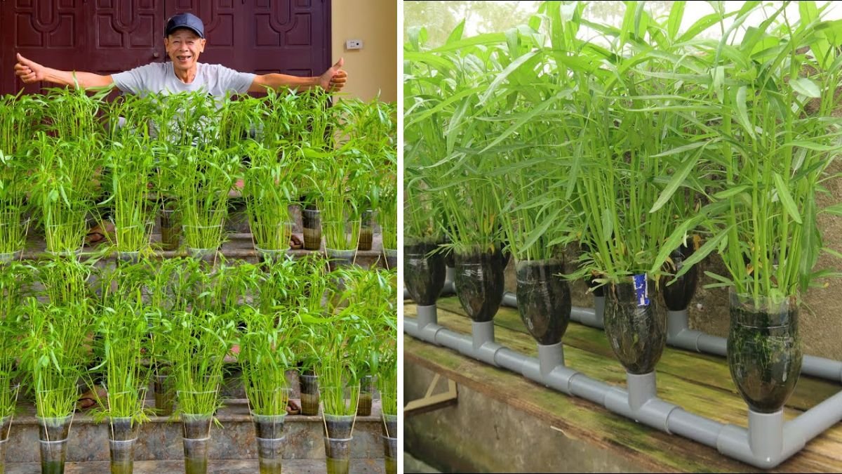 No Watering Needed, Super Easy Vegetable Growing Tips With Almost No Care