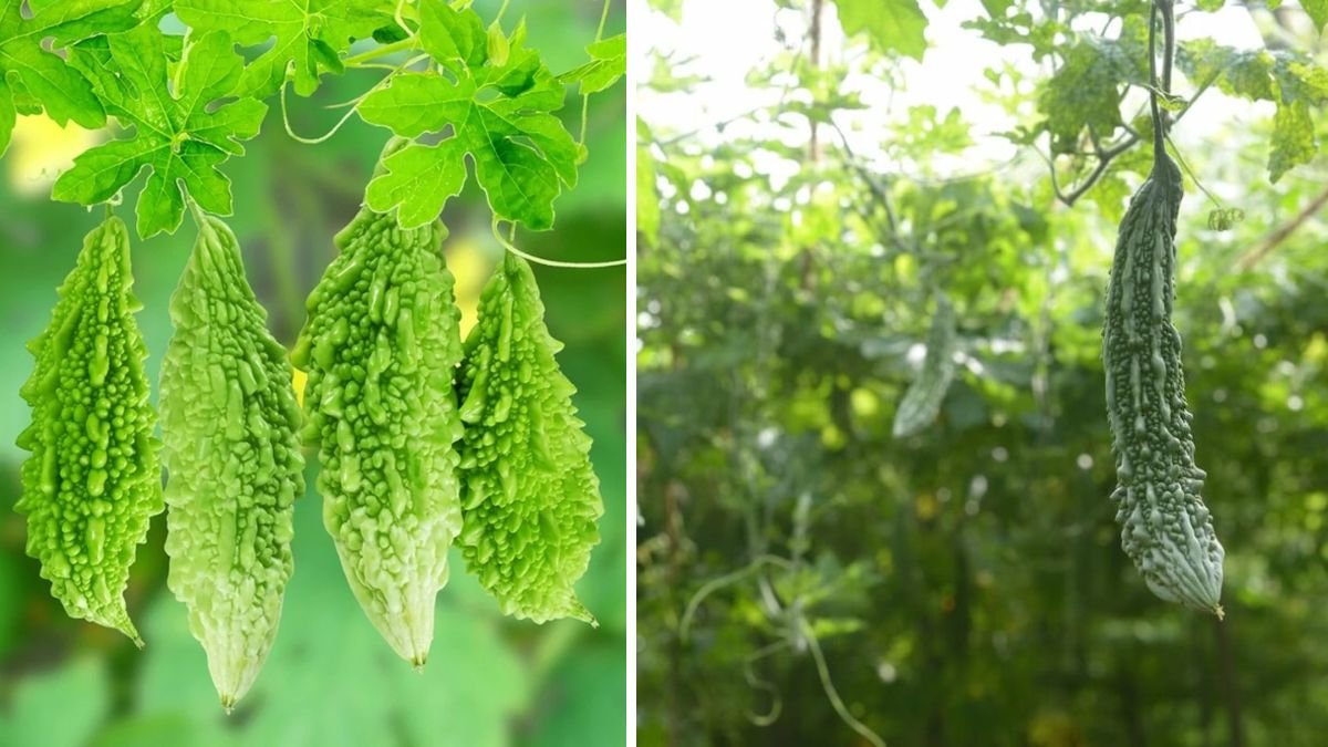 It’s Unbelievable That Growing Bitter Gourd Is So Easy And Produces So Much – The Ultimate