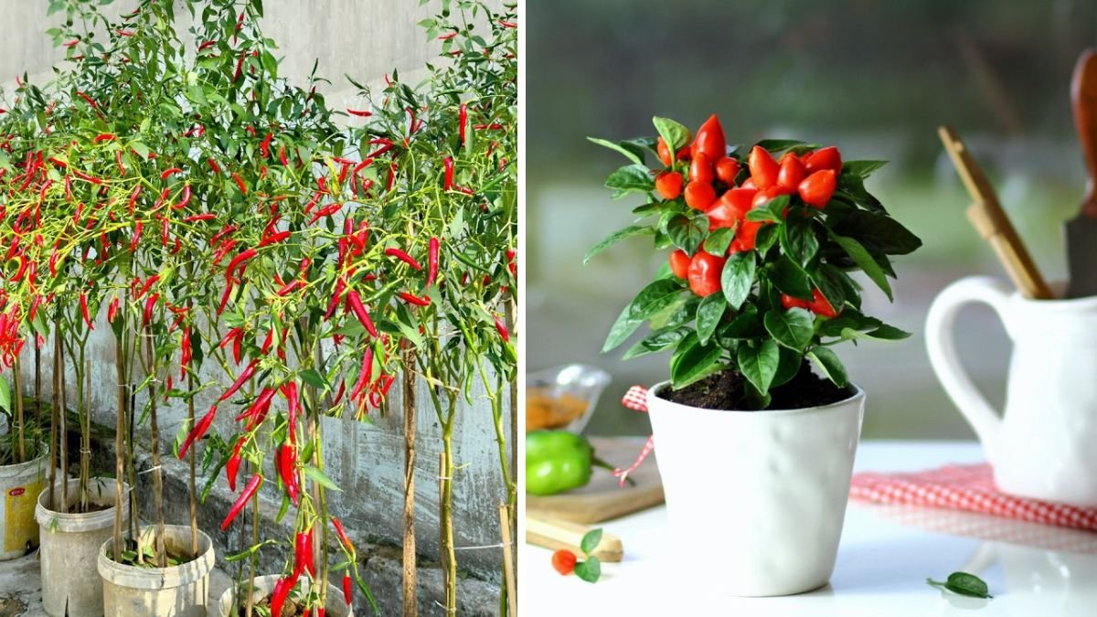 Great Tips You Can’t Miss When Growing Chili Peppers At Home: The Ultimate